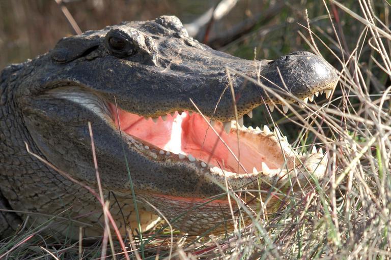 american_alligator_ready.jpg